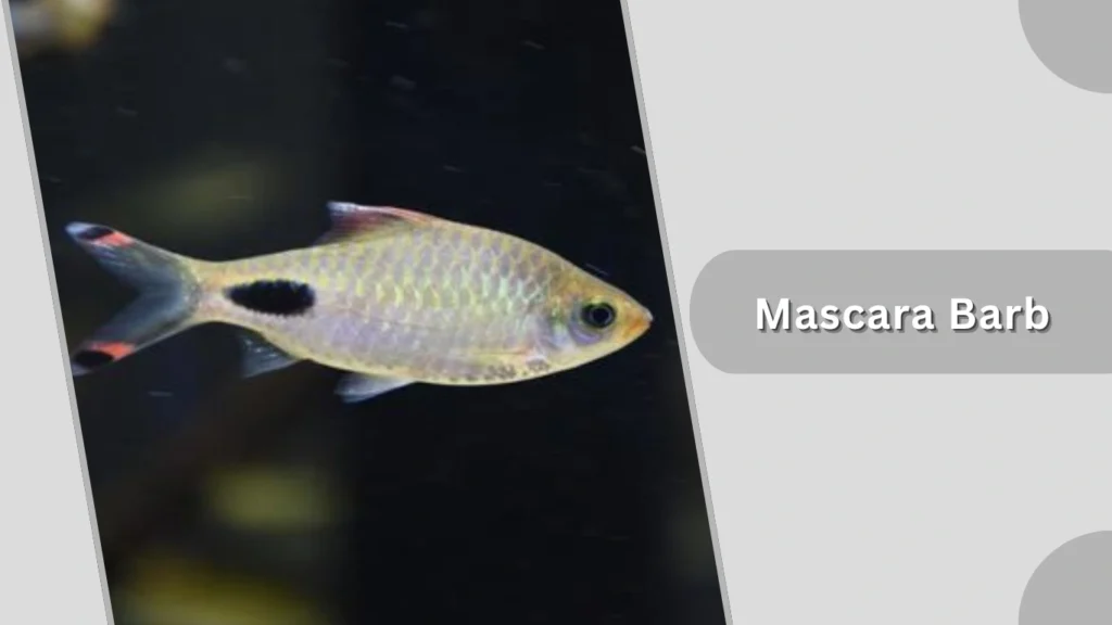 Mascara Barb