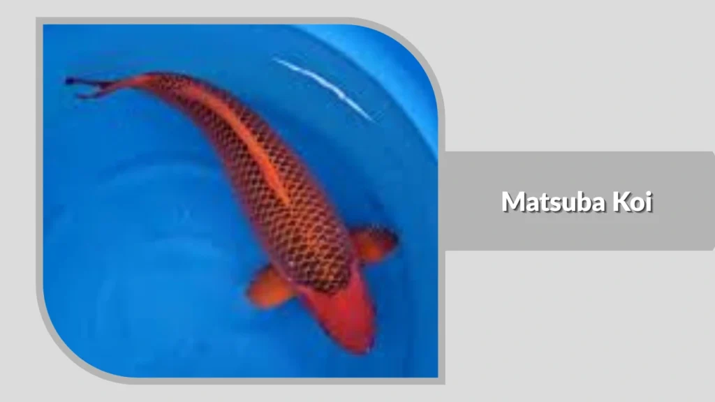 Matsuba Koi