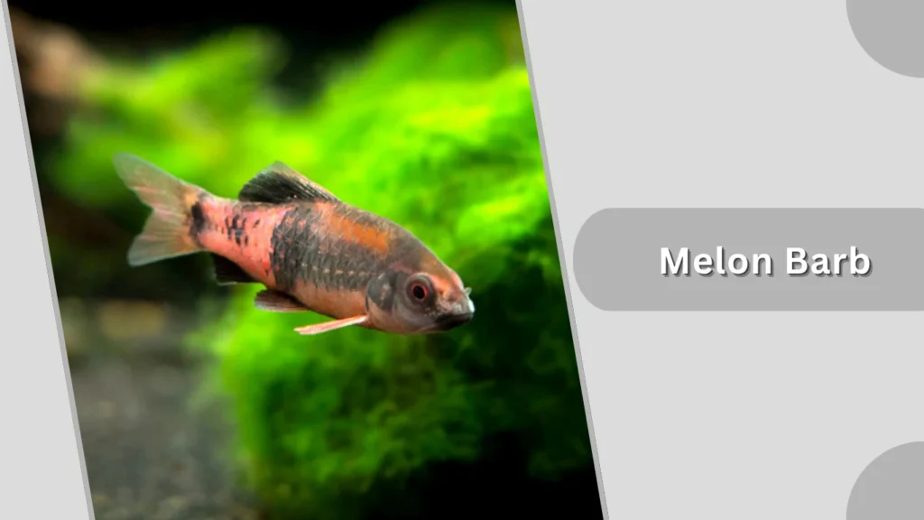 Melon Barb