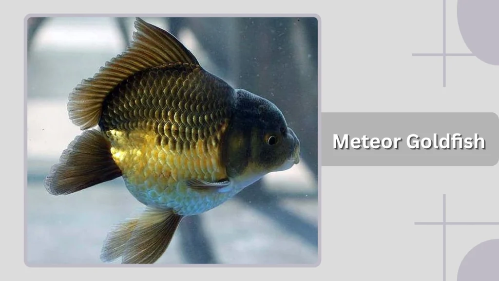 Meteor Goldfish