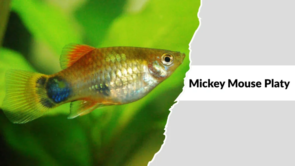 Mickey Mouse Platy