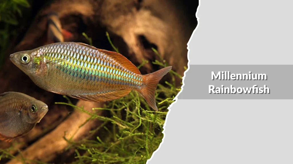 Millennium Rainbowfish