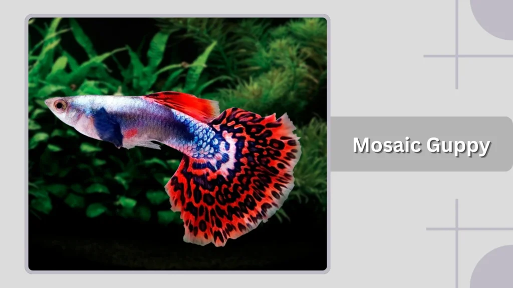 Mosaic Guppy