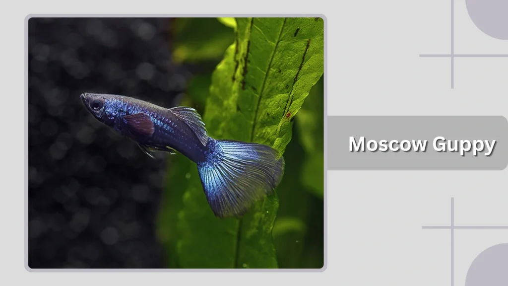 Moscow Guppy
