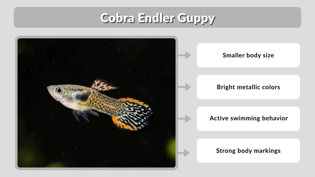 Cobra Endler Guppy