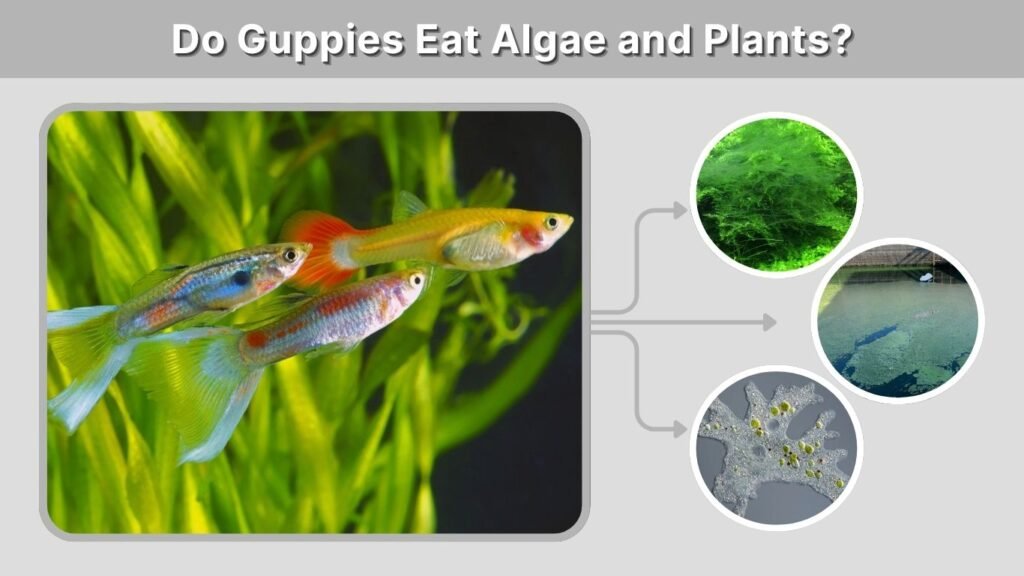 Do Guppies Eat Algae and Plants?