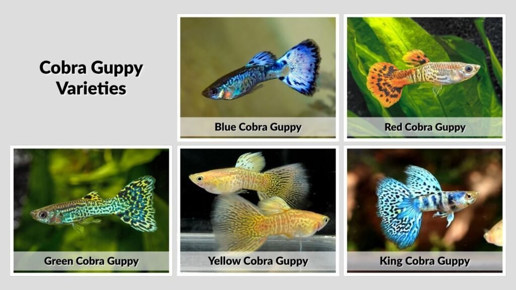 Cobra Guppy Varieties