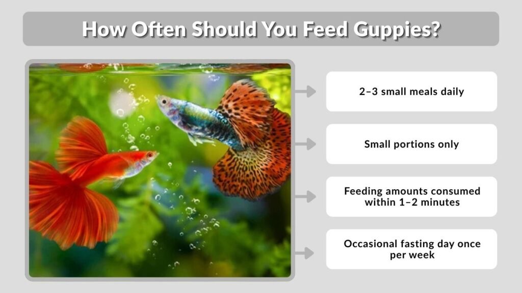 How Often Should You Feed Guppies?