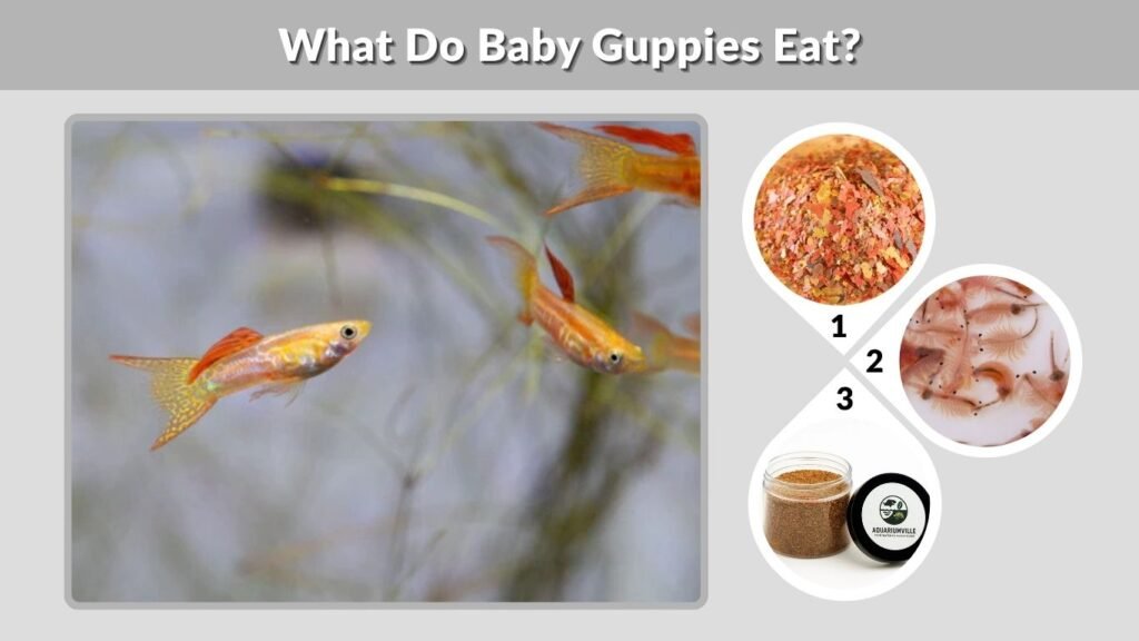 What Do Baby Guppies Eat?