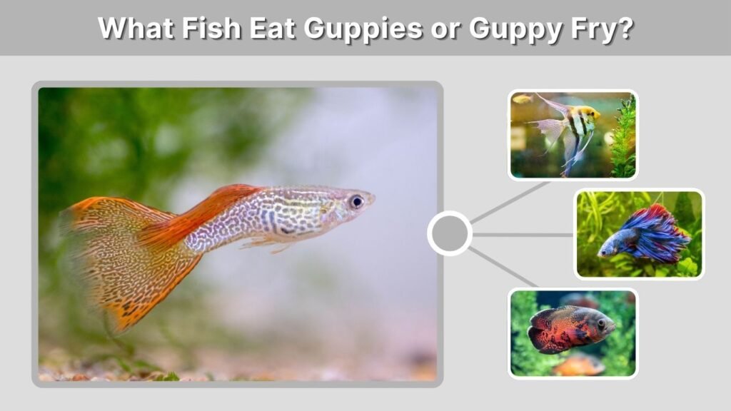 What Fish Eat Guppies or Guppy Fry?