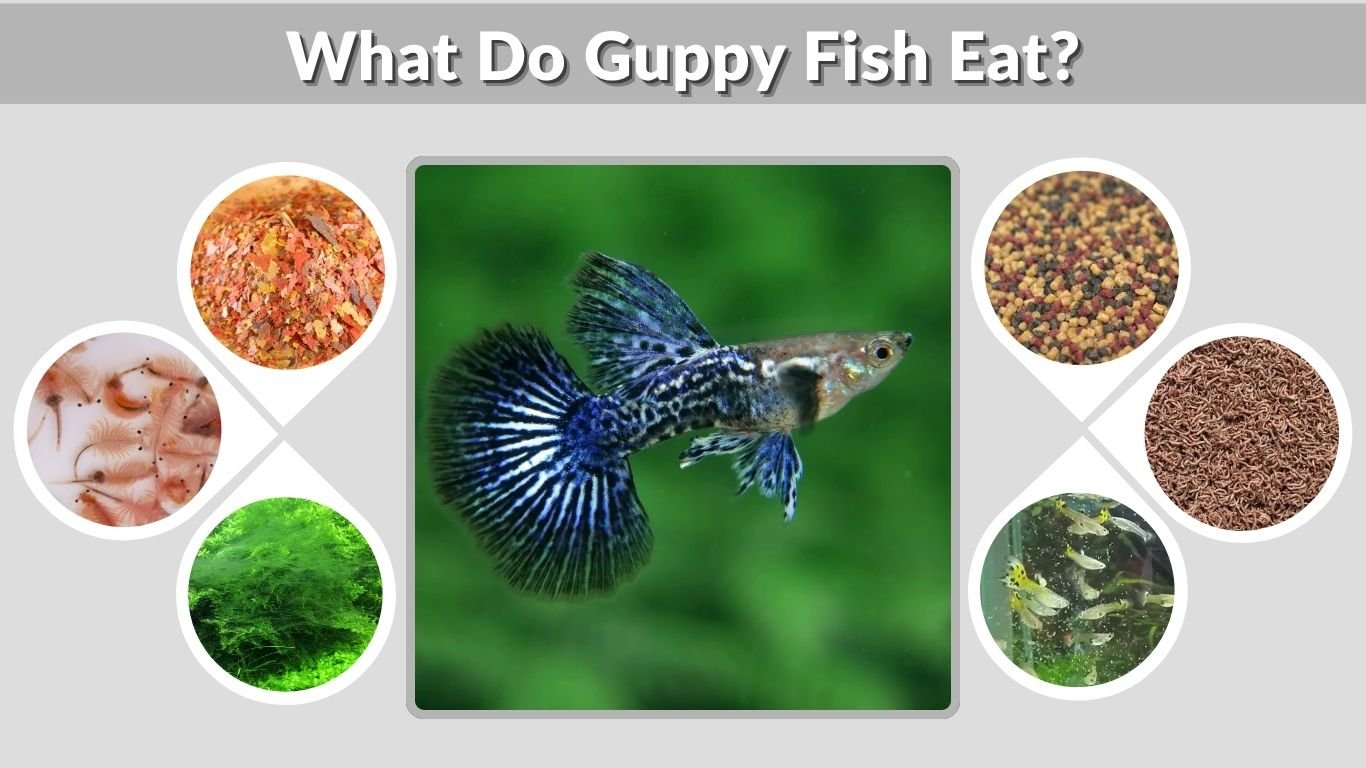 What Do Guppy Fish Eat? Best Foods and Feeding Tips