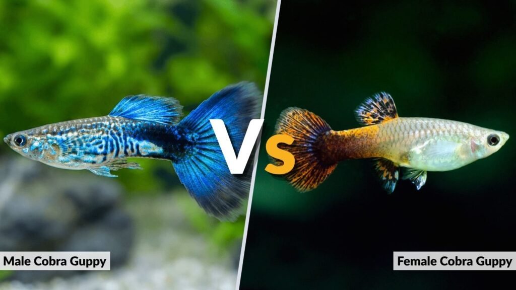 Male vs Female Cobra Guppy