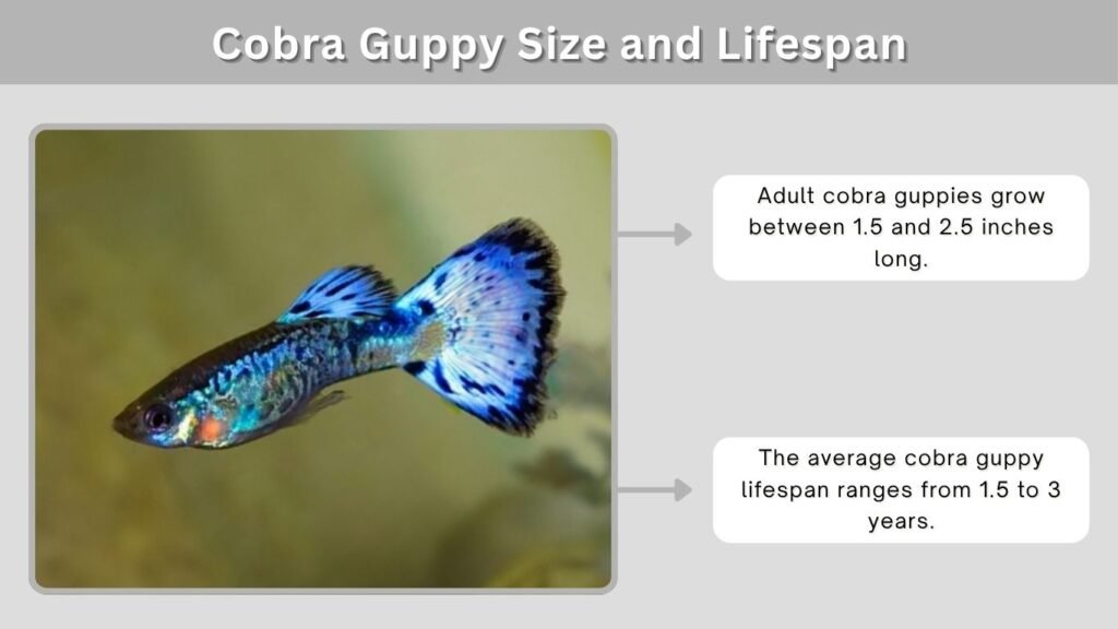 Cobra Guppy Size and Lifespan
