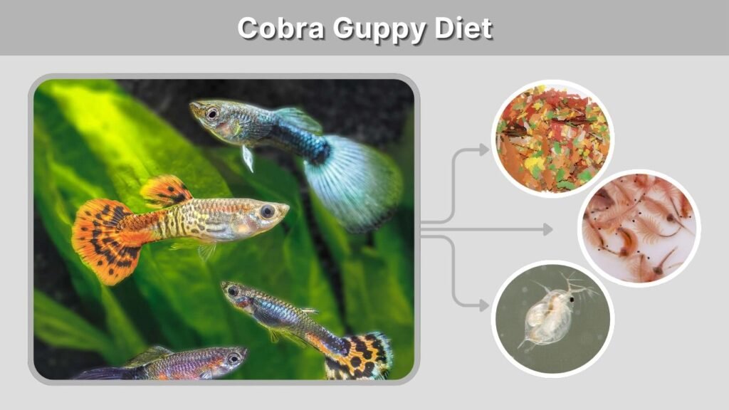 Cobra Guppy Diet