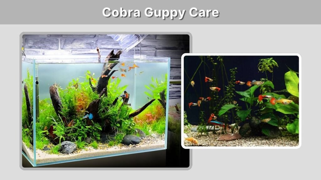 Cobra Guppy Care