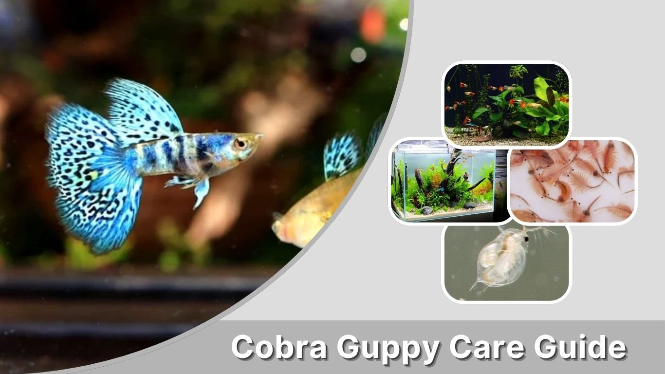 Cobra Guppy Care Guide: Colors, Breeding, Tank Setup & Lifespan 