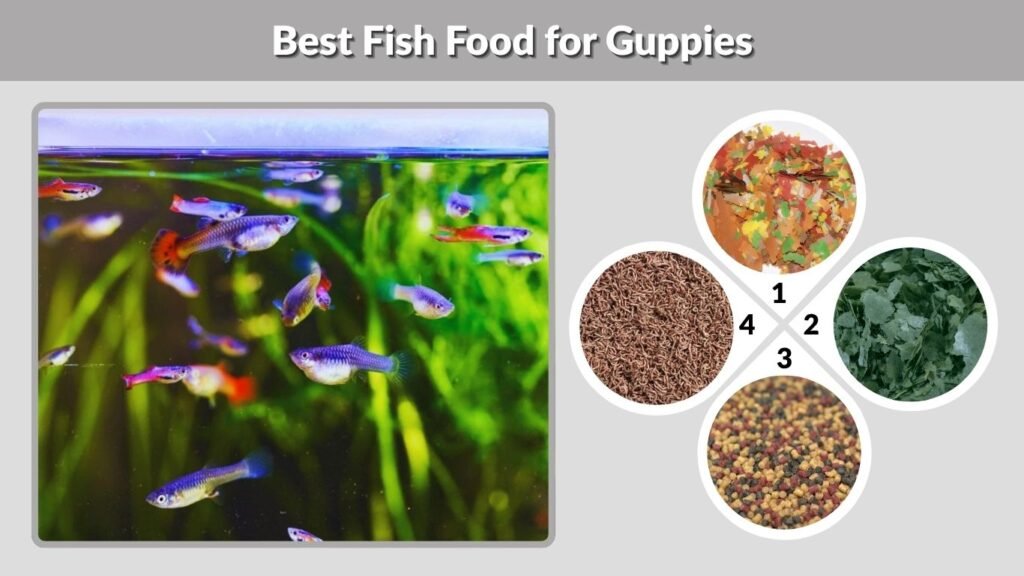 Best Fish Food for Guppies