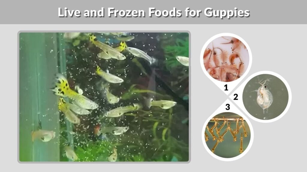 Live and Frozen Foods for Guppies