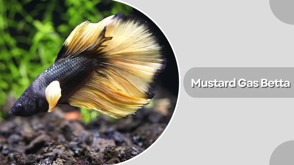 Mustard Gas Betta
