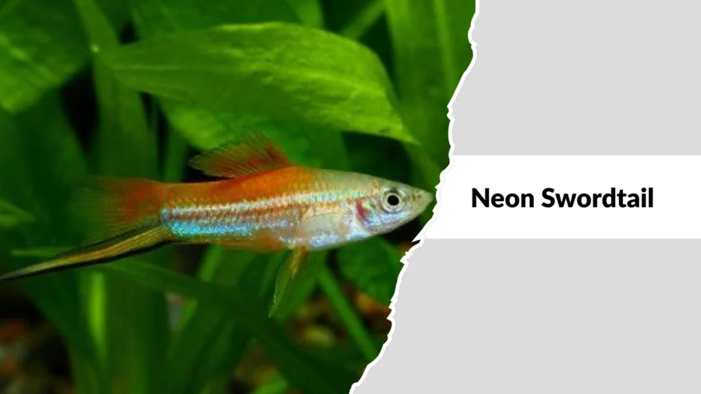 Neon Swordtail