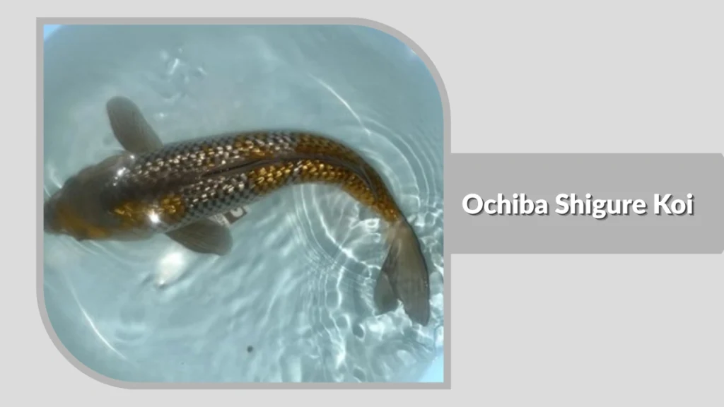 Ochiba Shigure Koi