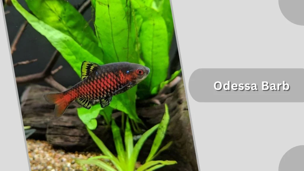 Odessa Barb