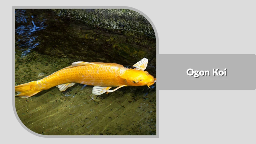 Ogon Koi