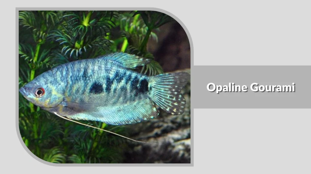 Opaline Gourami