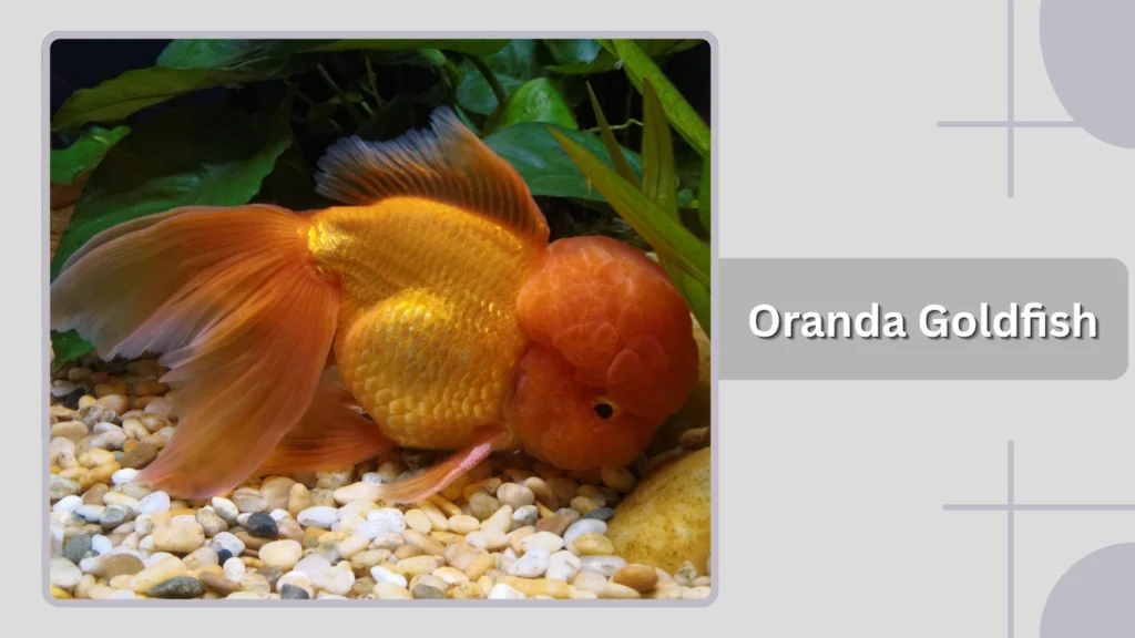 Oranda Goldfish