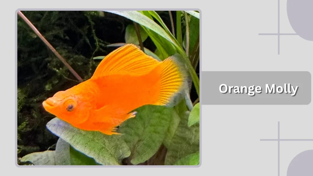 Orange Molly