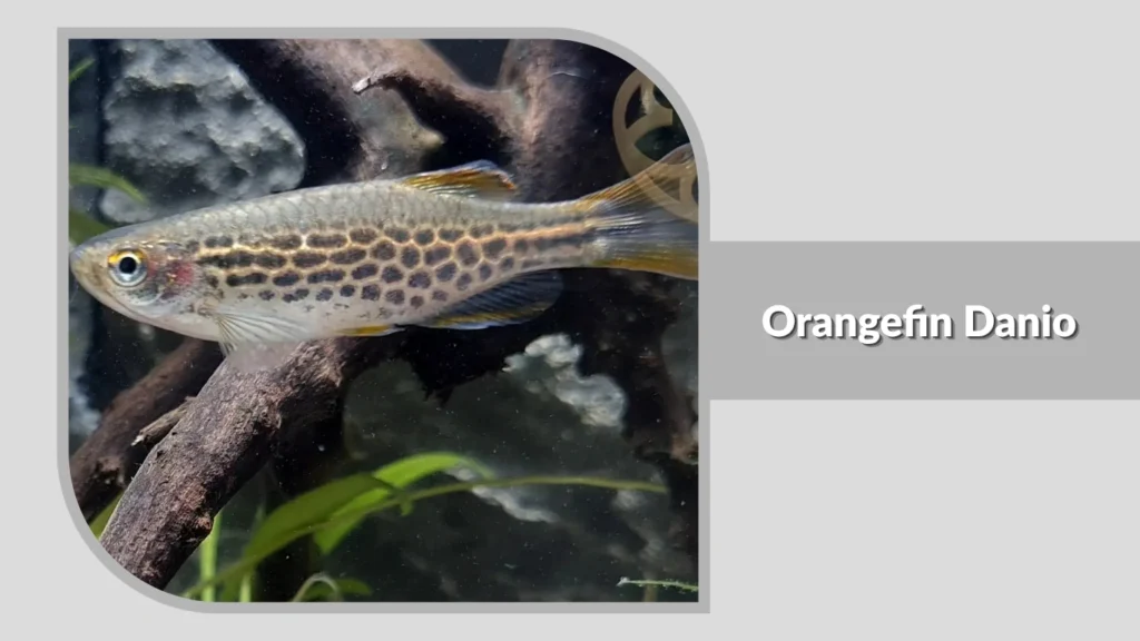 Orangefin Danio