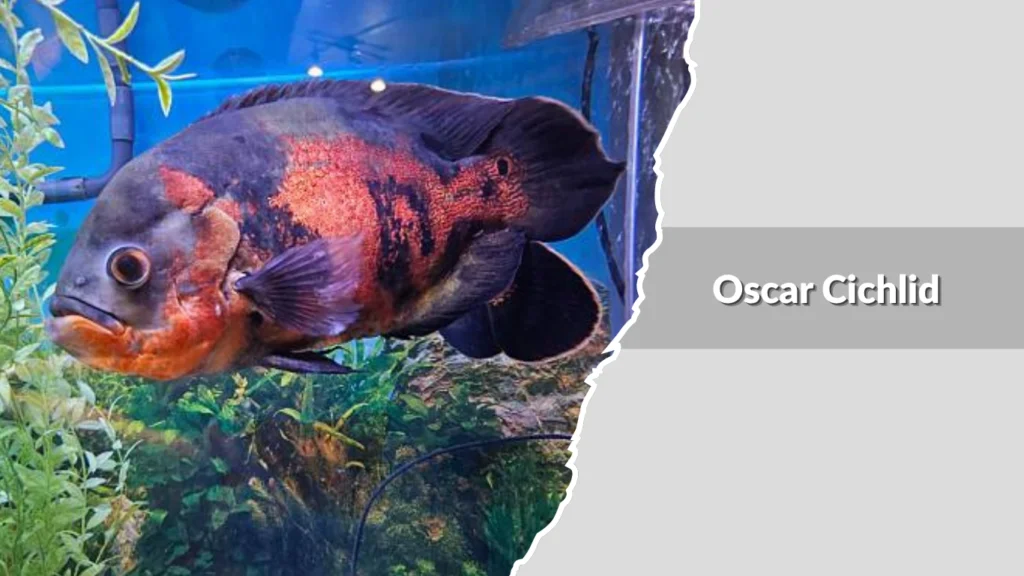 Bumblebee Cichlid