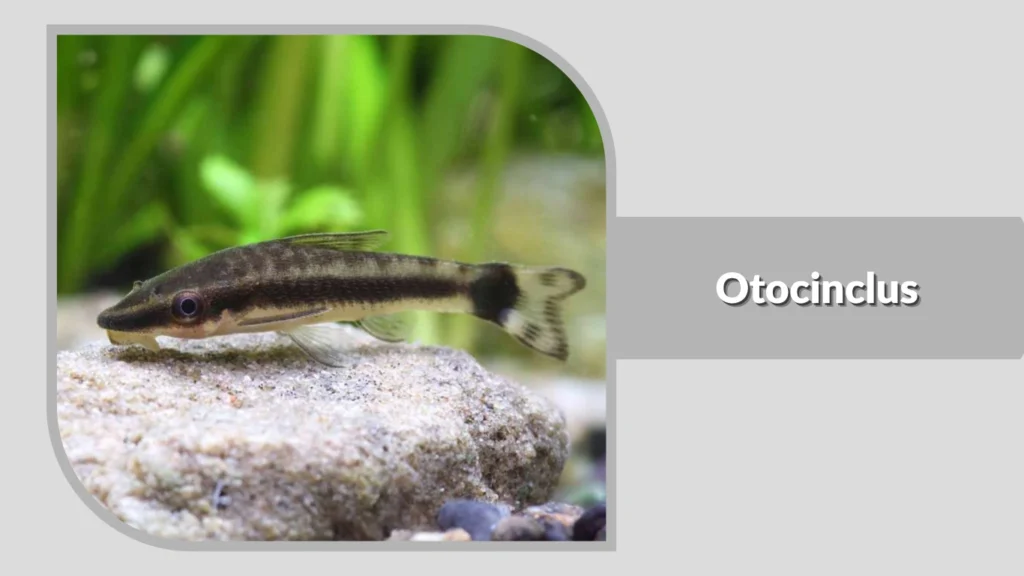 Otocinclus