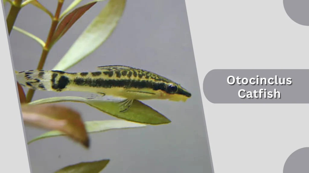 Otocinclus Catfish