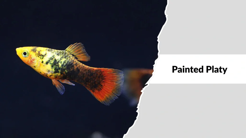 Painted Platy