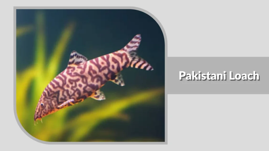 Pakistani Loach