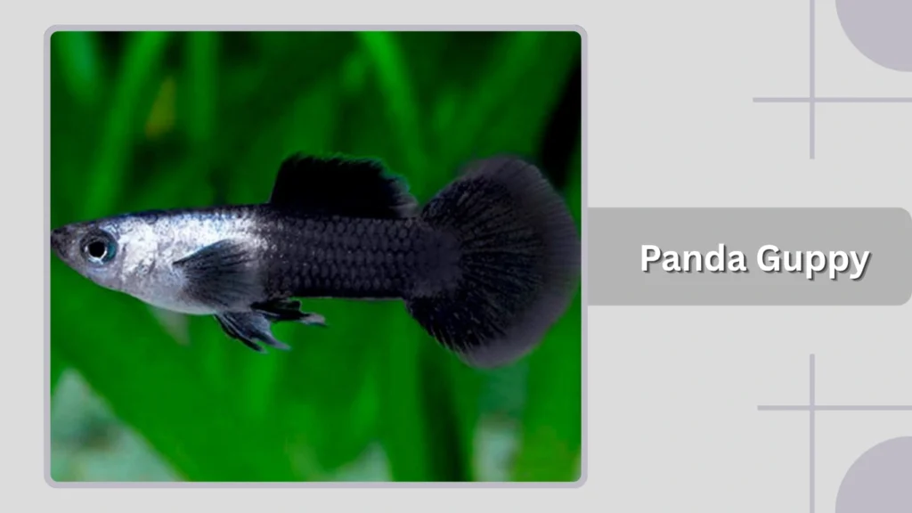  Panda Guppy