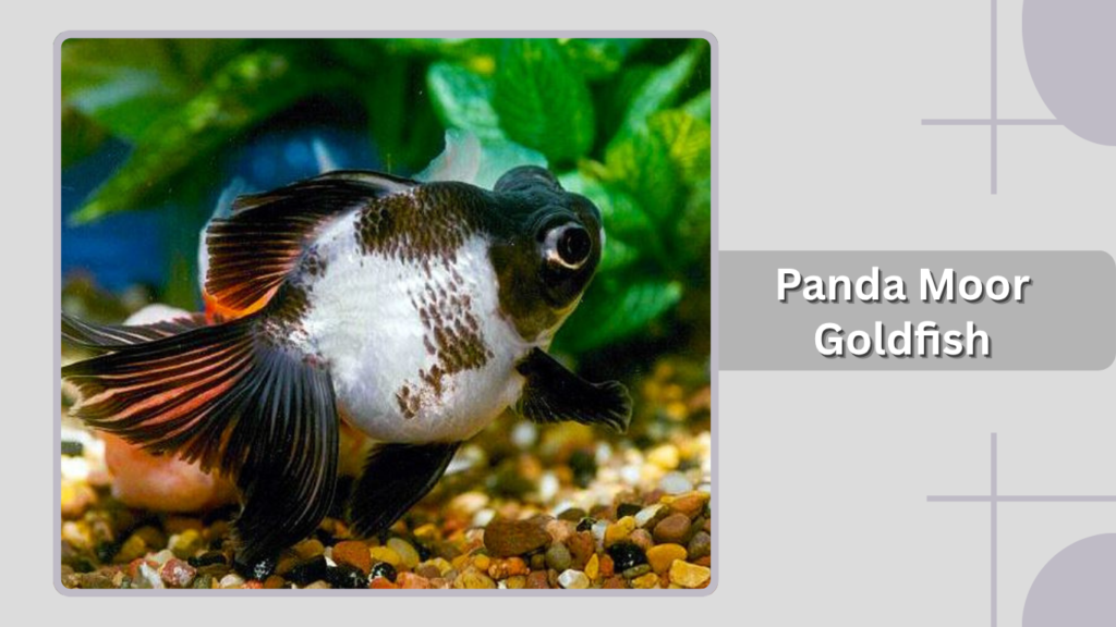 Panda Moor Goldfish