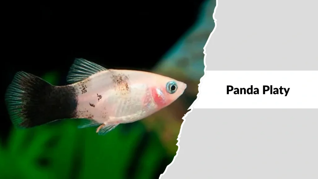 Panda Platy