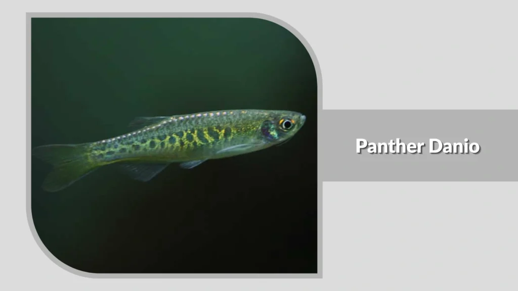 Panther Danio