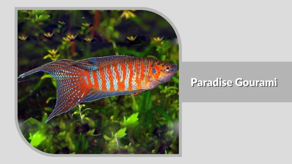 Paradise Gourami