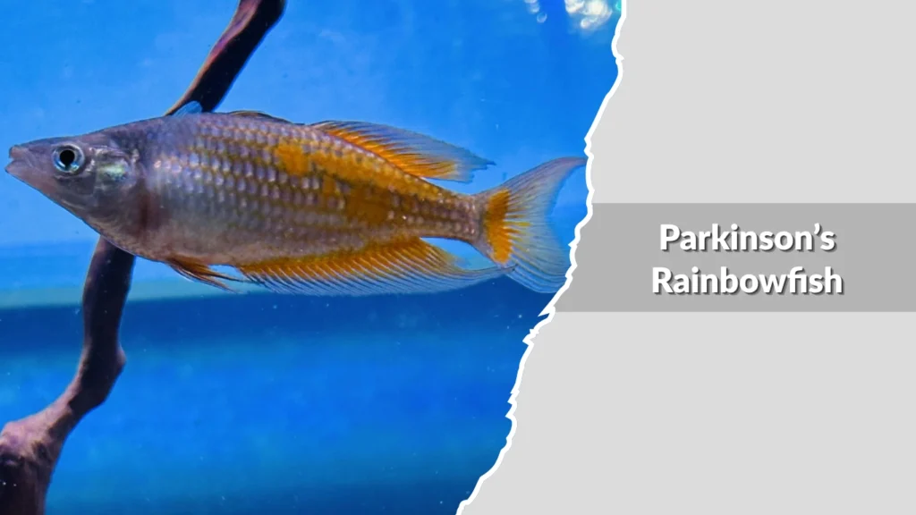 Parkinson’s Rainbowfish