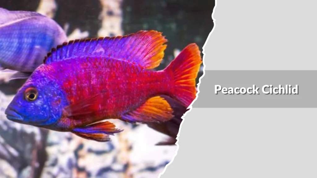 Peacock Cichlid
