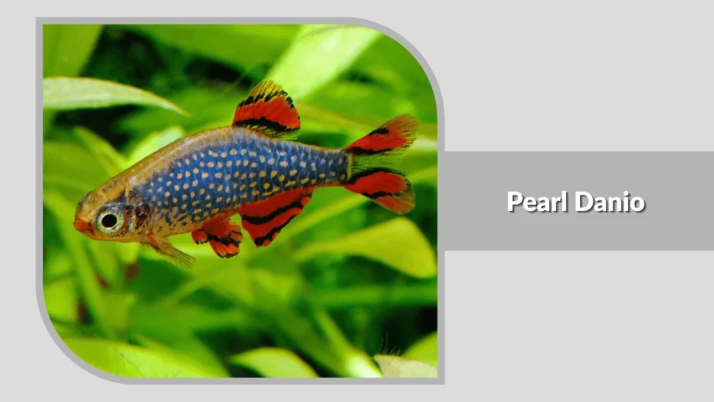 Pearl Danio