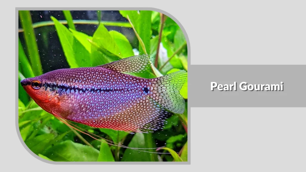 Pearl Gourami