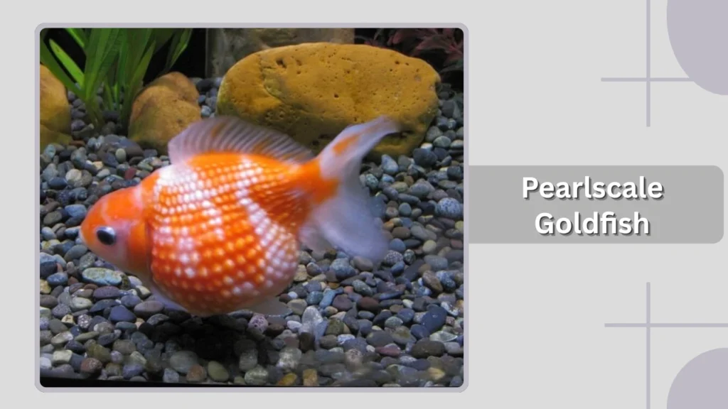 Pearlscale Goldfish
