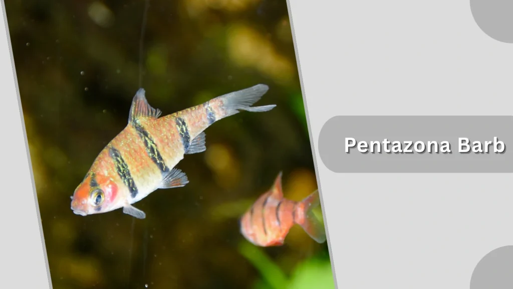 Pentazona Barb