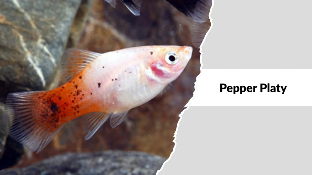 Pepper Platy