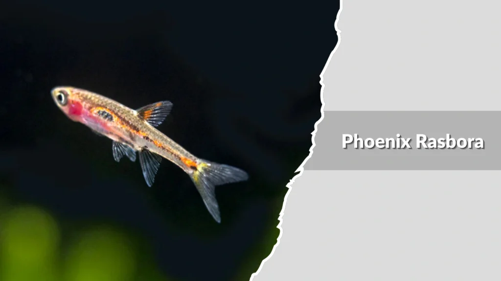 Phoenix Rasbora