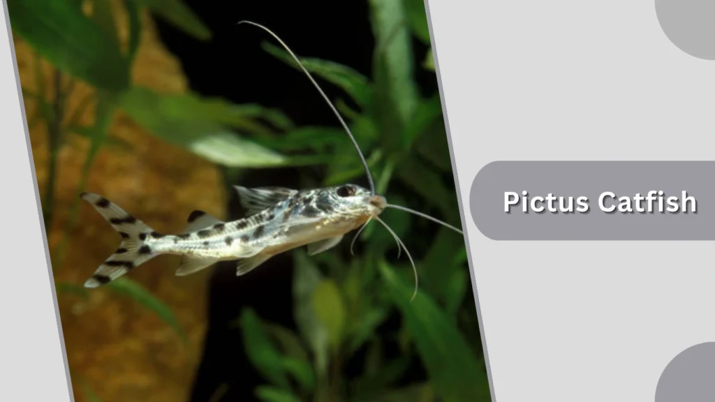 Pictus Catfish